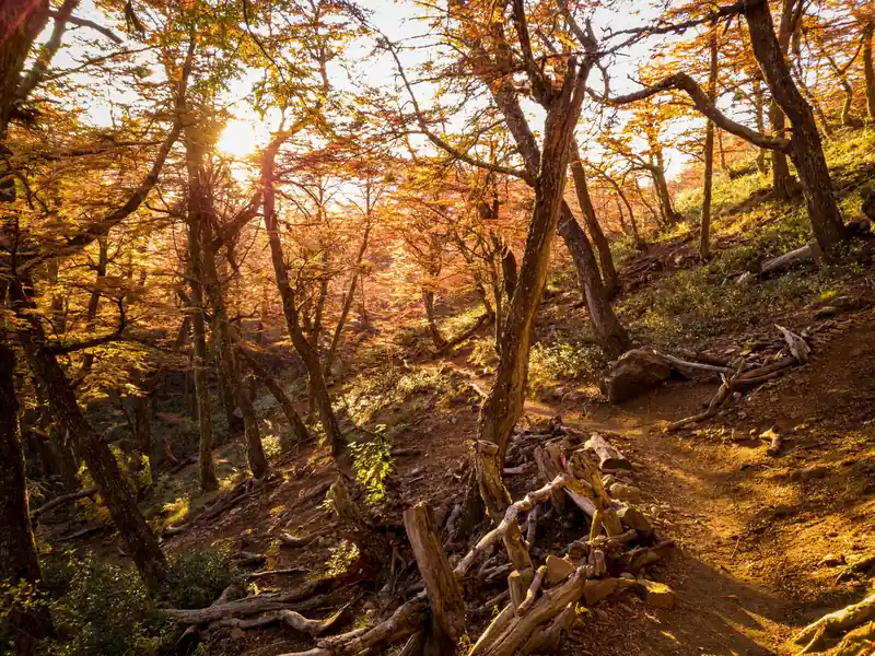 Sendero entre árboles en otoño en El Bolsón
