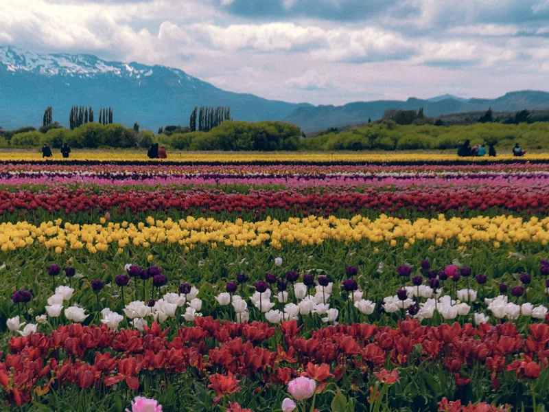 Campos de tulipanes en Trevelin con la cordillera al fondo