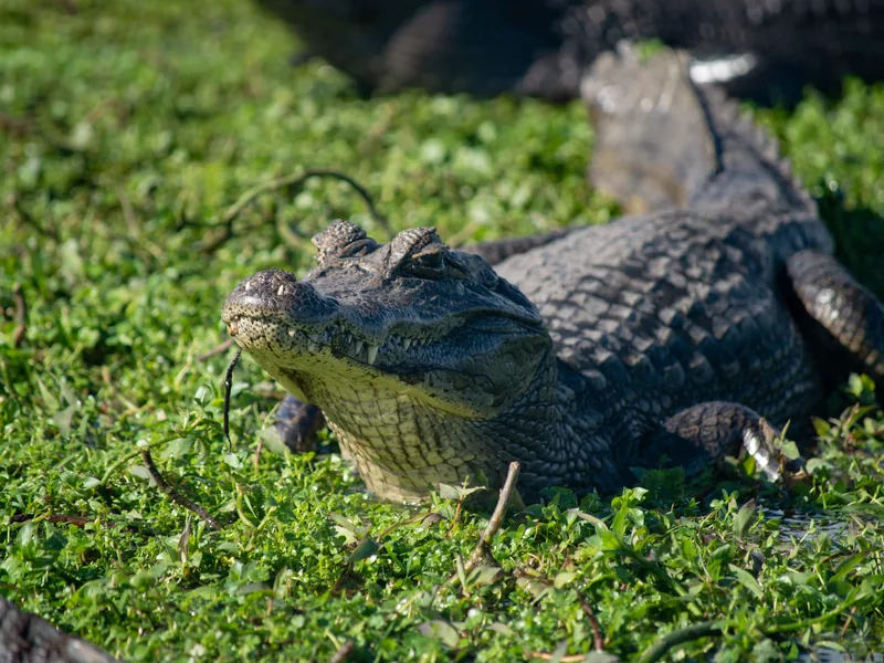 Yacaré tomando sol sobre la vegetación del estero