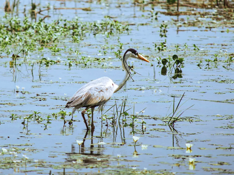 Garza caminando entre plantas acuáticas en un estero de Corrientes