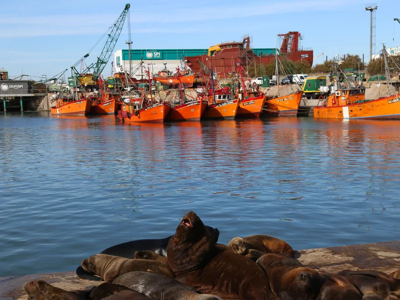 Lobos marinos descansando en el puerto, frente a los barcos pesqueros