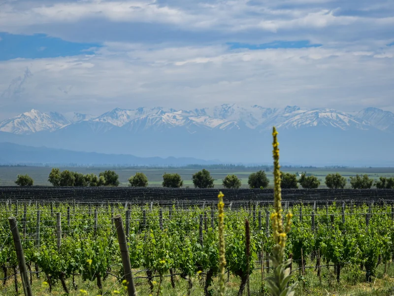 Hileras de viñedos verdes frente a la cordillera nevada en Mendoza
