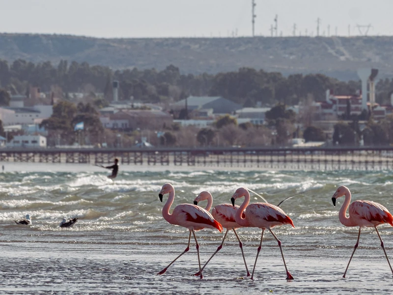 Flamencos caminando por la costa de Puerto Madryn con la ciudad y el muelle al fondo