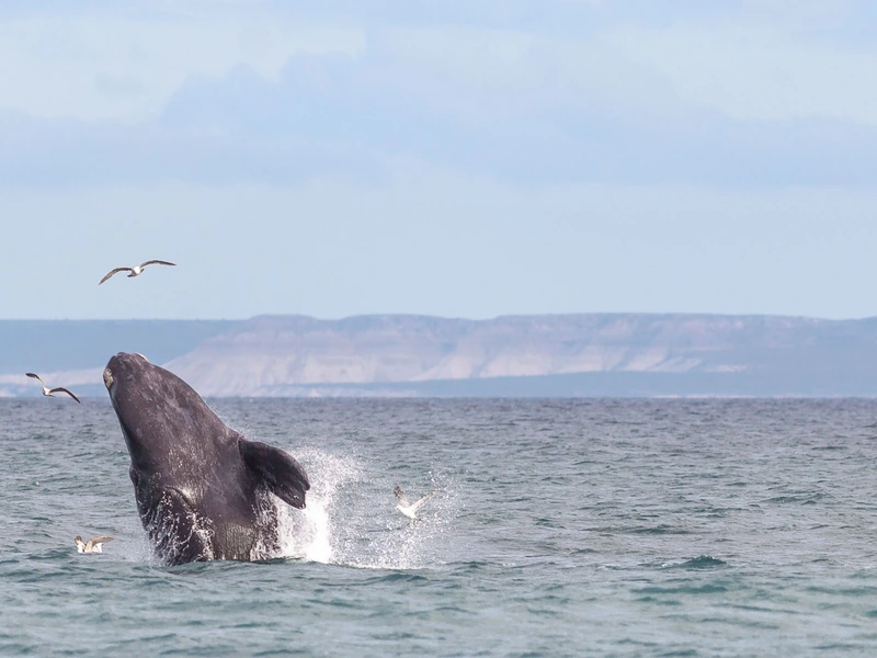 Ballena franca austral saltando frente a la costa patagónica
