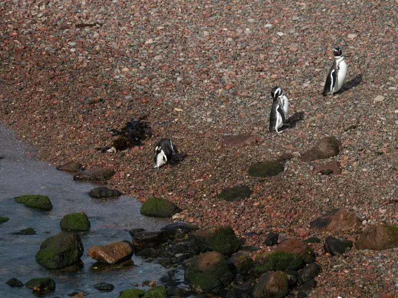 Pingüinos de Magallanes sobre la costa de piedras