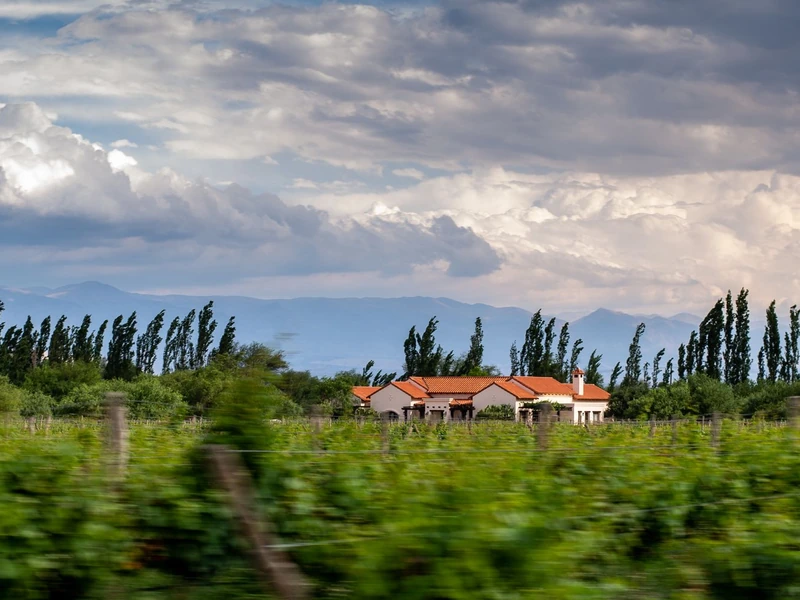 Viñedos de Cafayate